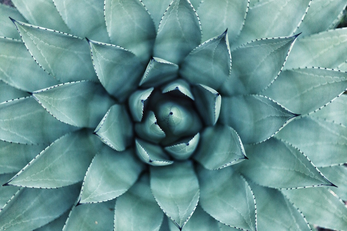 A green-blue coloured agave plant from above, with over 30 leaves radiating outwards from a clustered centre. 