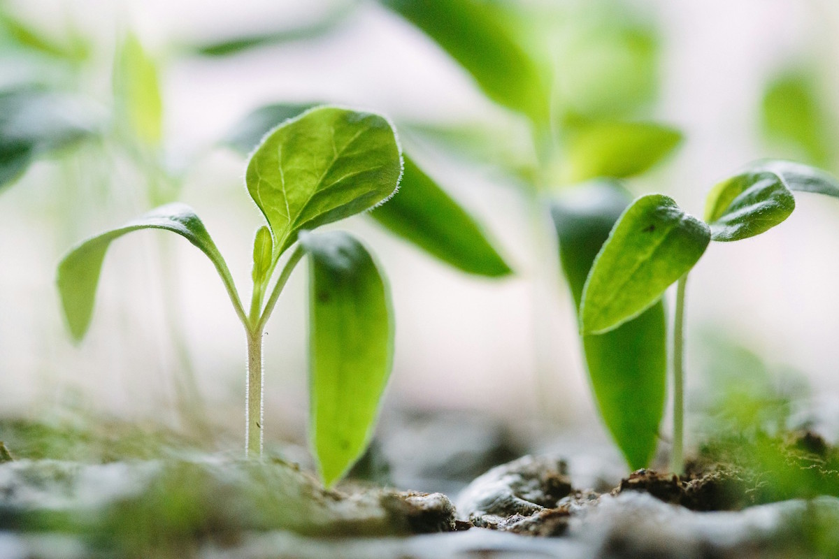 2 small green plant shoots growing out of some dark soil with lots of light 